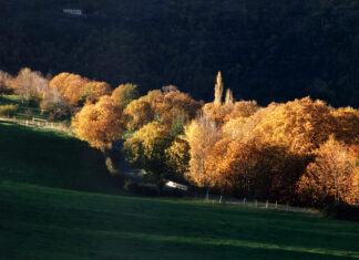 La châtaigneraie Cévenole