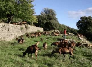 Rouville, naissance d’un hameau Cévenol