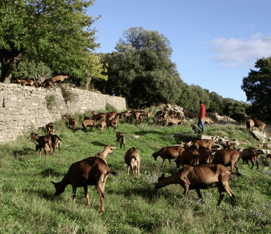 Rouville, naissance d’un hameau Cévenol